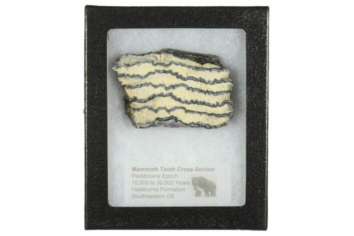 Mammoth Molar Slice with Case - South Carolina #165138